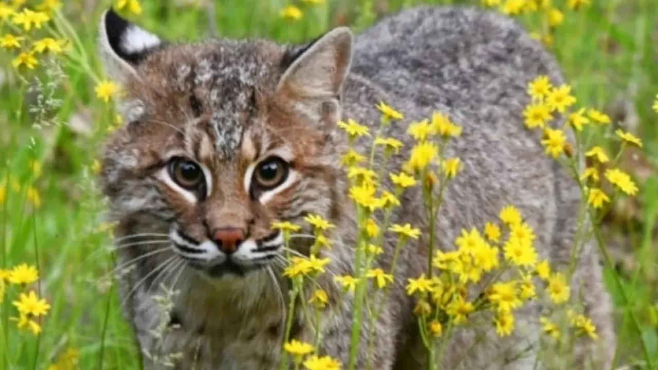 The $3,000 Bobcat Scheme: Three Men Plead Guilty to Illegal Pelt Export