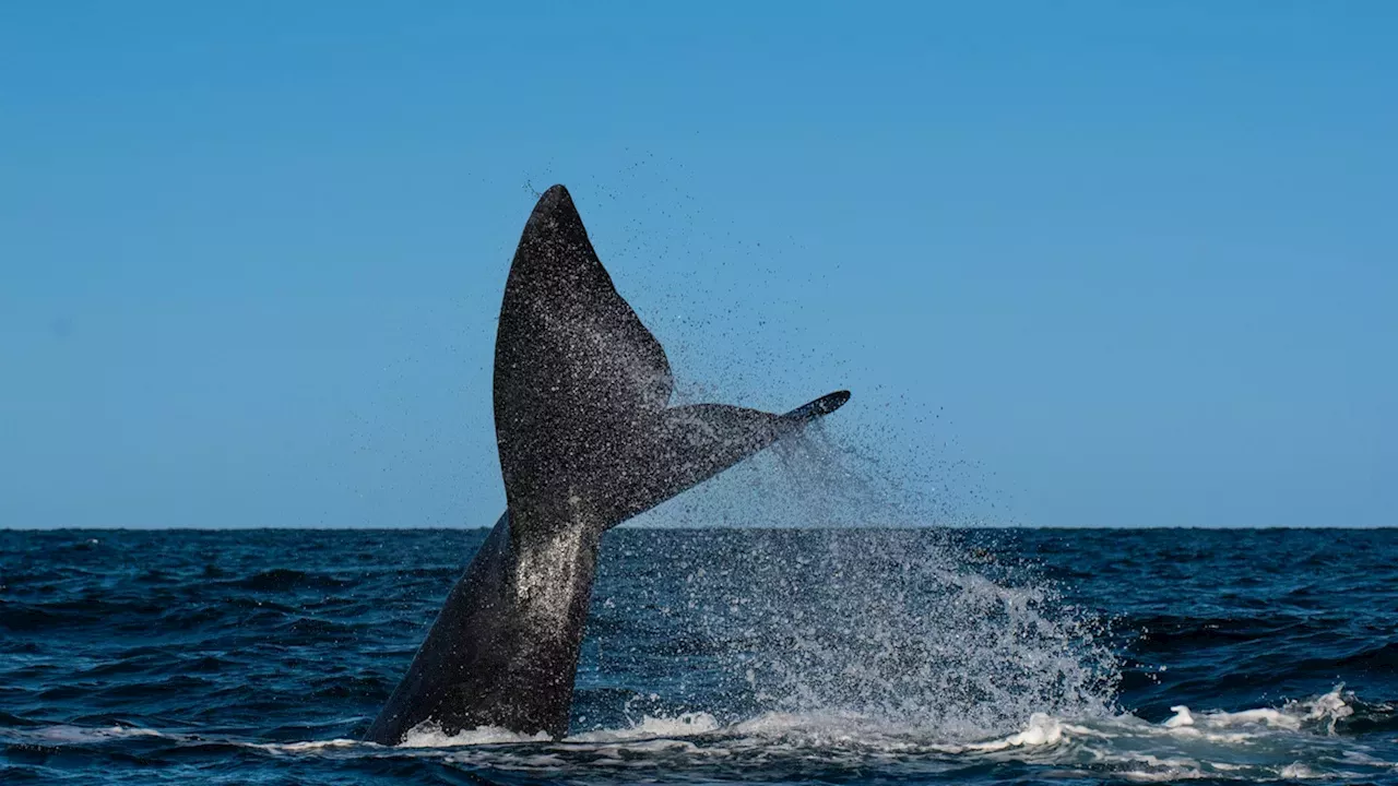 The Sound of Silence: Can Offshore Wind Survive the Cost of Marine Protection?