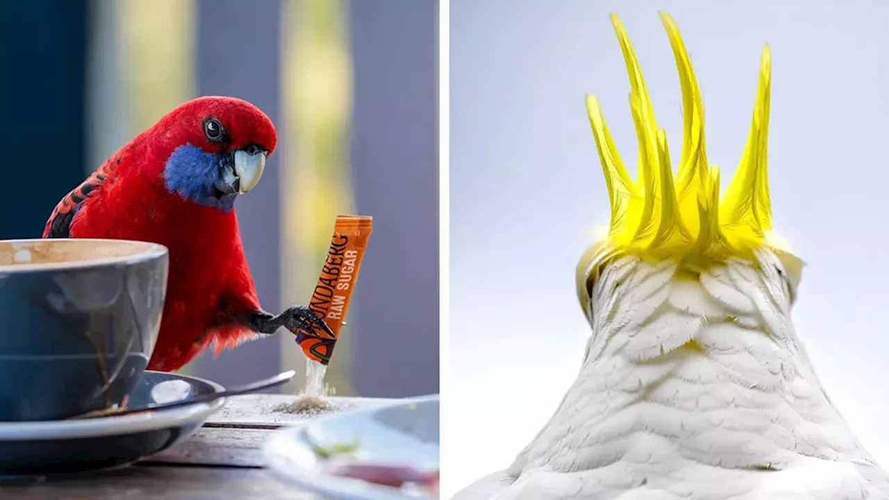 Beyond the Lens: How BirdLife Australia’s 2026 Awards Fund Conservation