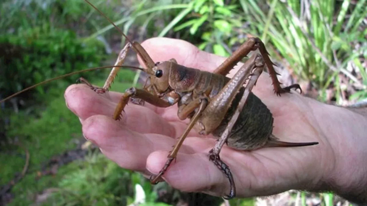 From Endangered to Increasing: The Massive Scale of the Wētāpunga Recovery