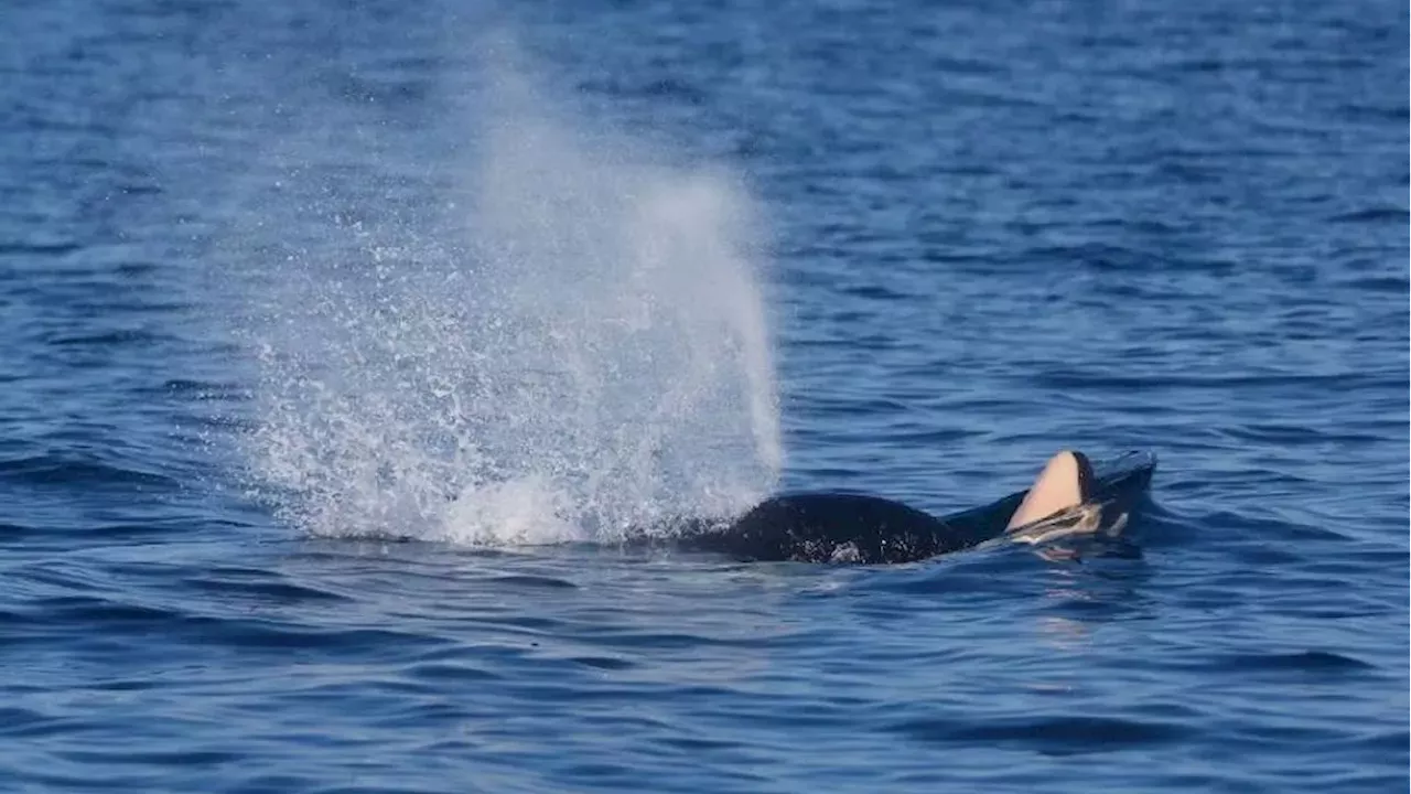 Heartbreak in the Pacific: Another Newborn Lost in Critically Endangered Southern Resident Killer Whale Population
