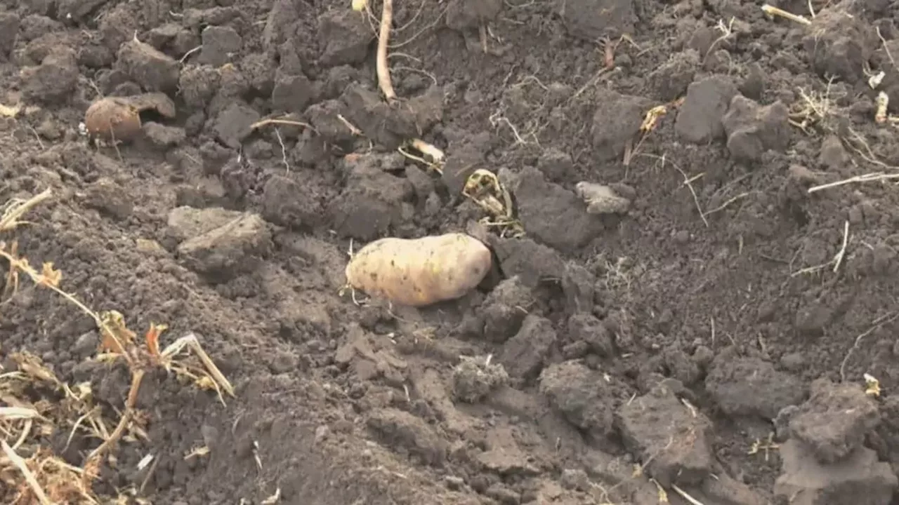 Research Potatoes Provide Vital Support to Interfaith Food Bank