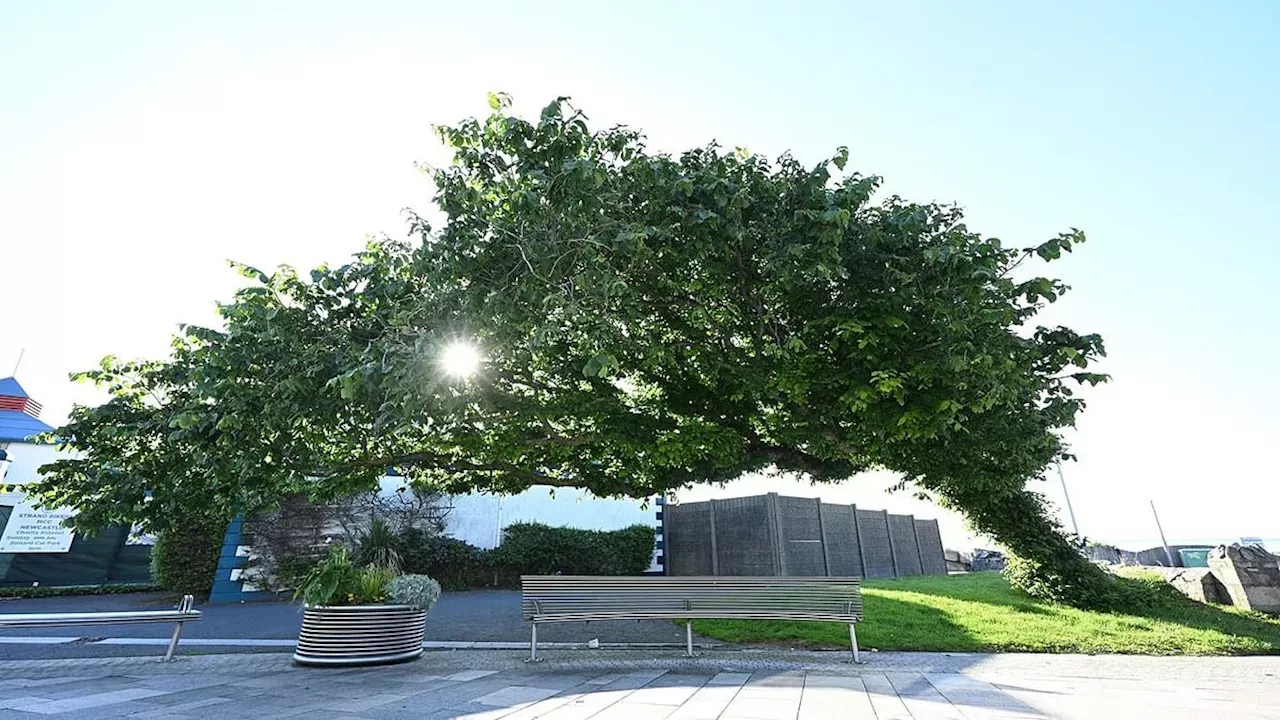 The Resilient Bendy Tree Crowned as the United Kingdom's Tree of the Year