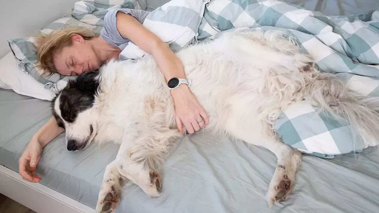 The Bedtime Blame Game: Why Your Dog Isn't Actually Ruining Your Sleep