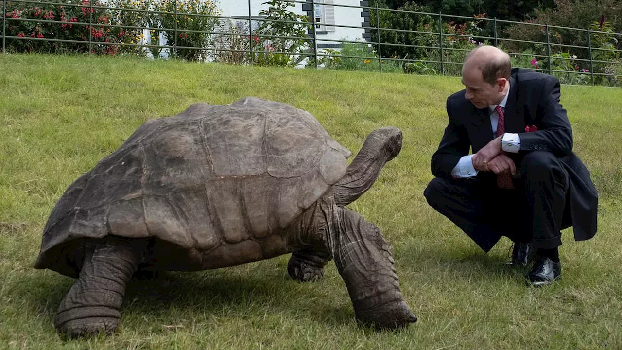 The Secret of Longevity: Giant Tortoise Jonathan Reveals Clues to an Extended Lifespan