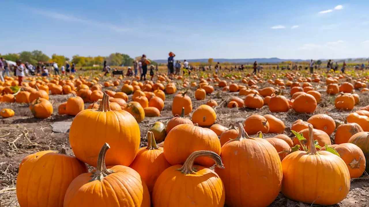 Denver's Autumn Blitz: From 25-Acre Mazes to Latino Heritage