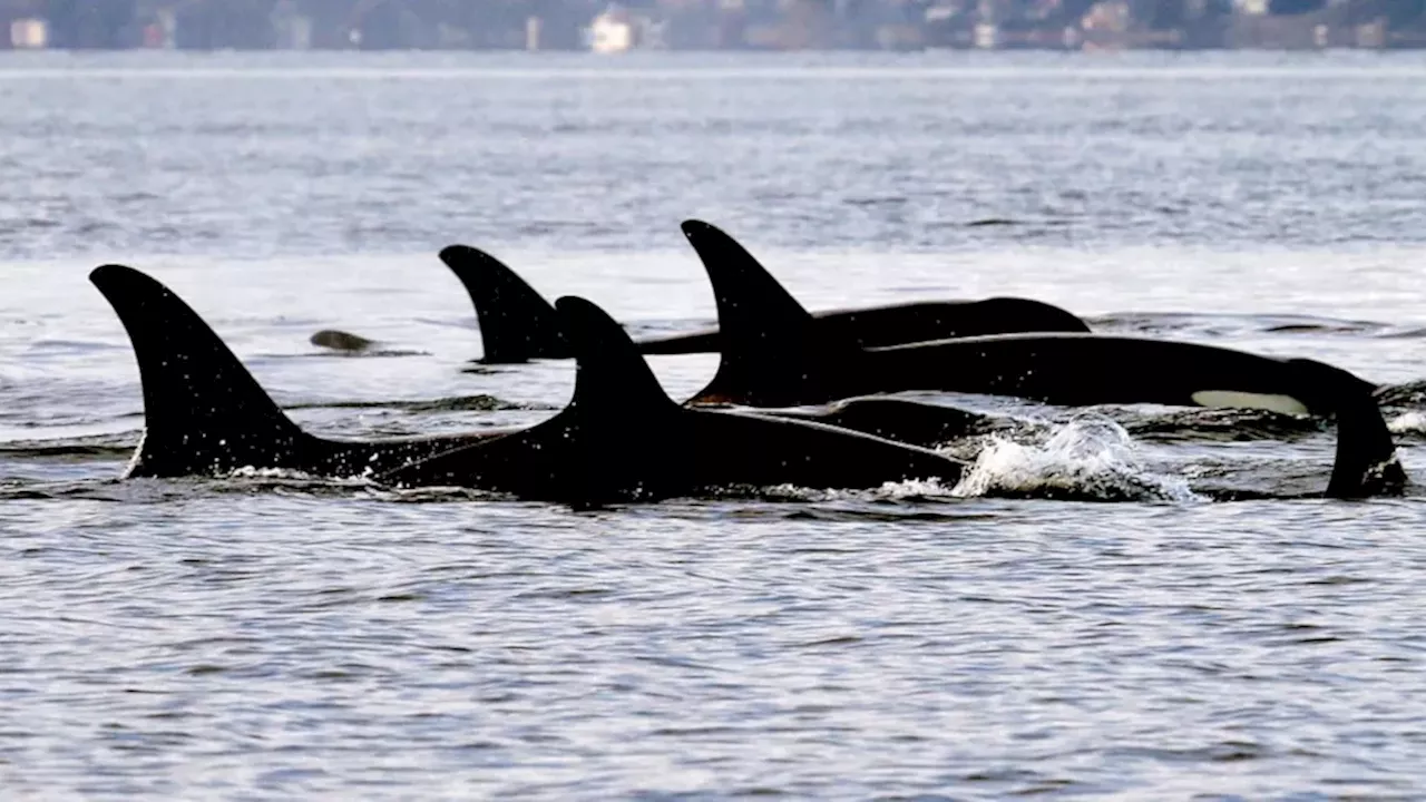 Tragedy Offshore Vancouver Island as Endangered Orca Loses Newborn Calf