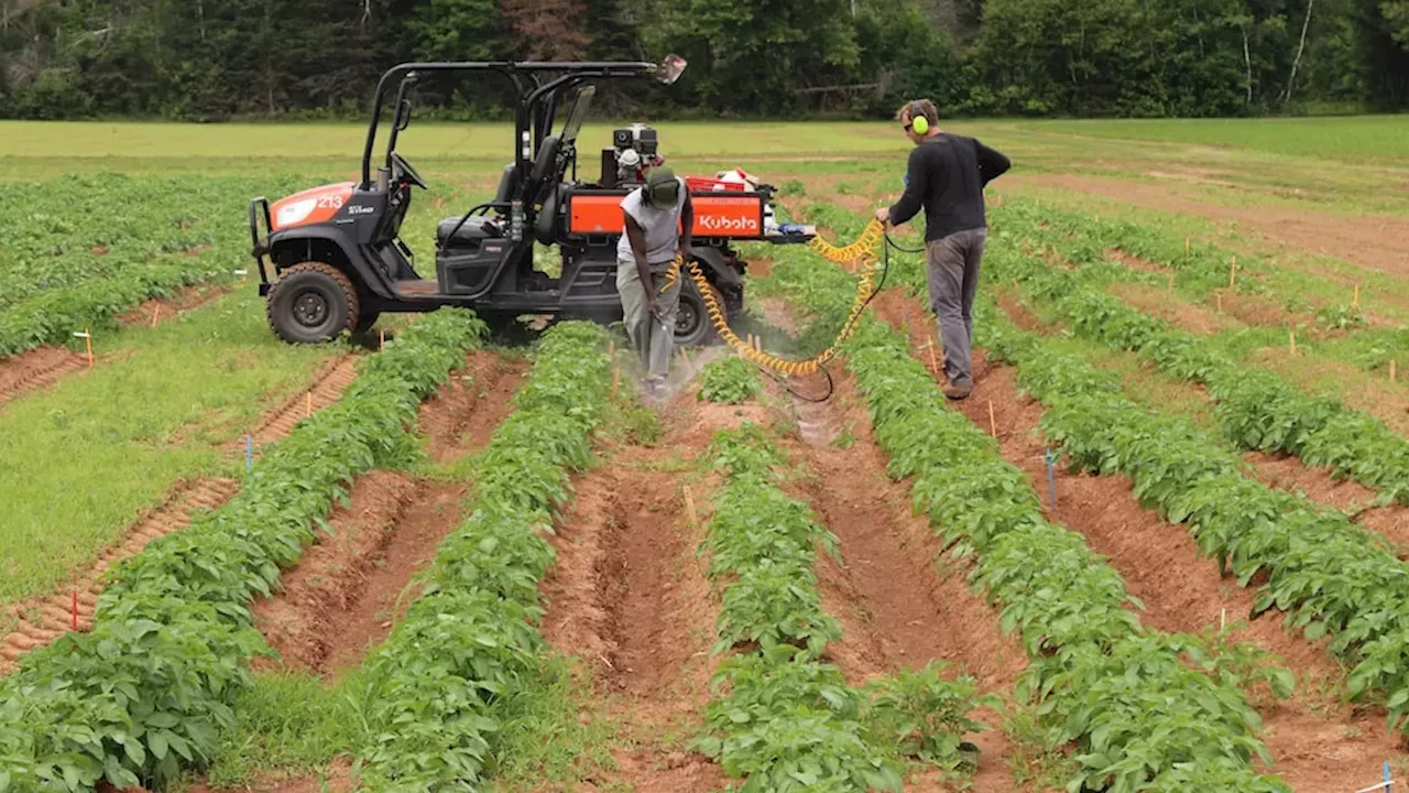 Baking Soda vs. Superweeds: A Costly but Effective New Weapon for Potato Farmers