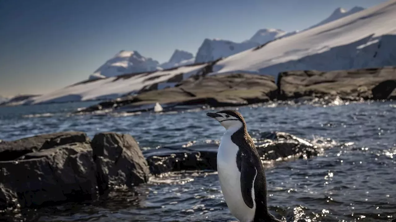 The Fall of 'Penguin Mordor': Zavodovski Island's Catastrophic Population Crash