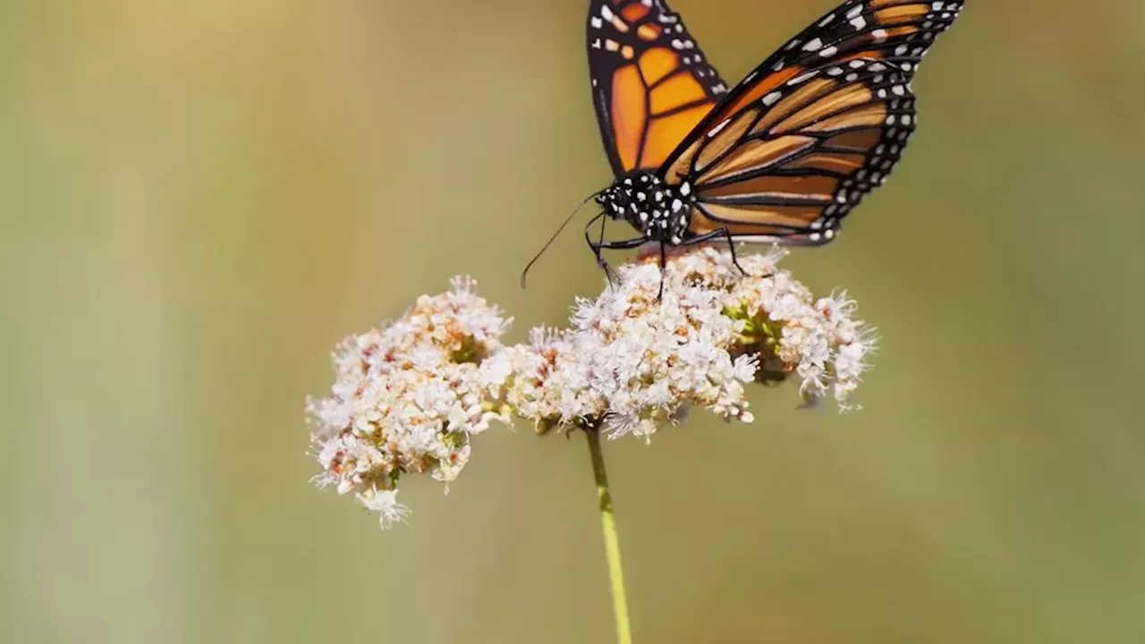 The Biodiversity Trade-off: Why 200 Environmental Groups are Fighting the New Permitting Bill