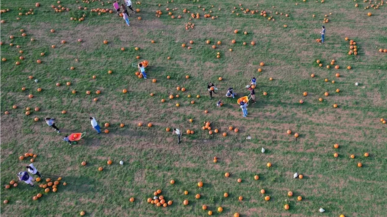 Beyond the Pumpkin Patch: The Rise of High-Engagement Agritourism in the Philly Region