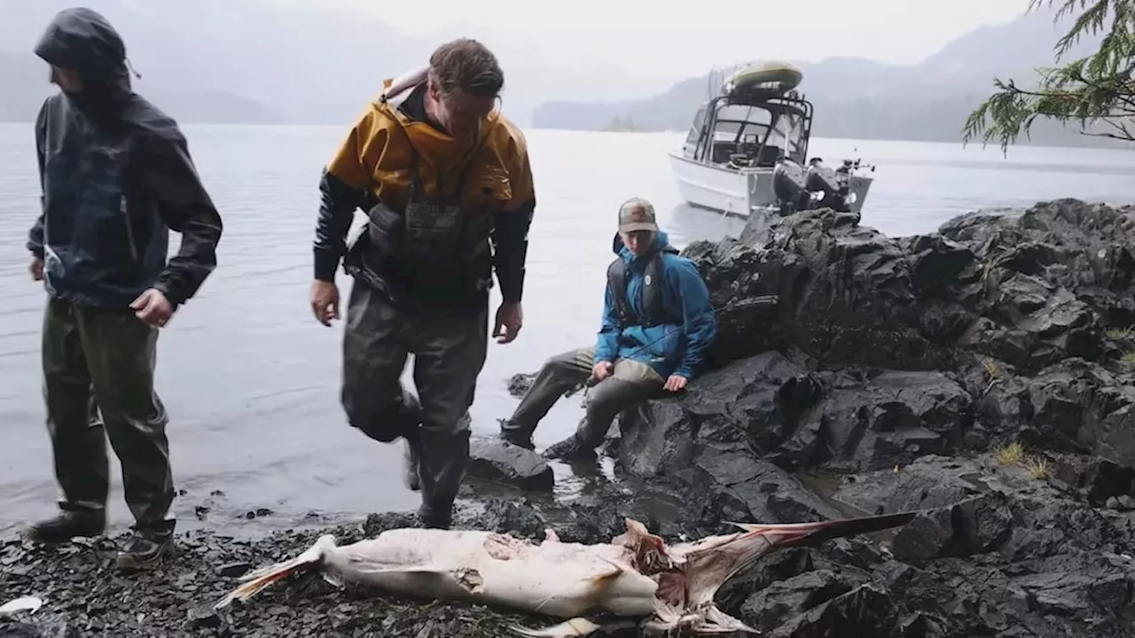 The El Niño Wanderer: What a Rare Swordfish in Haida Gwaii Signals for the Pacific