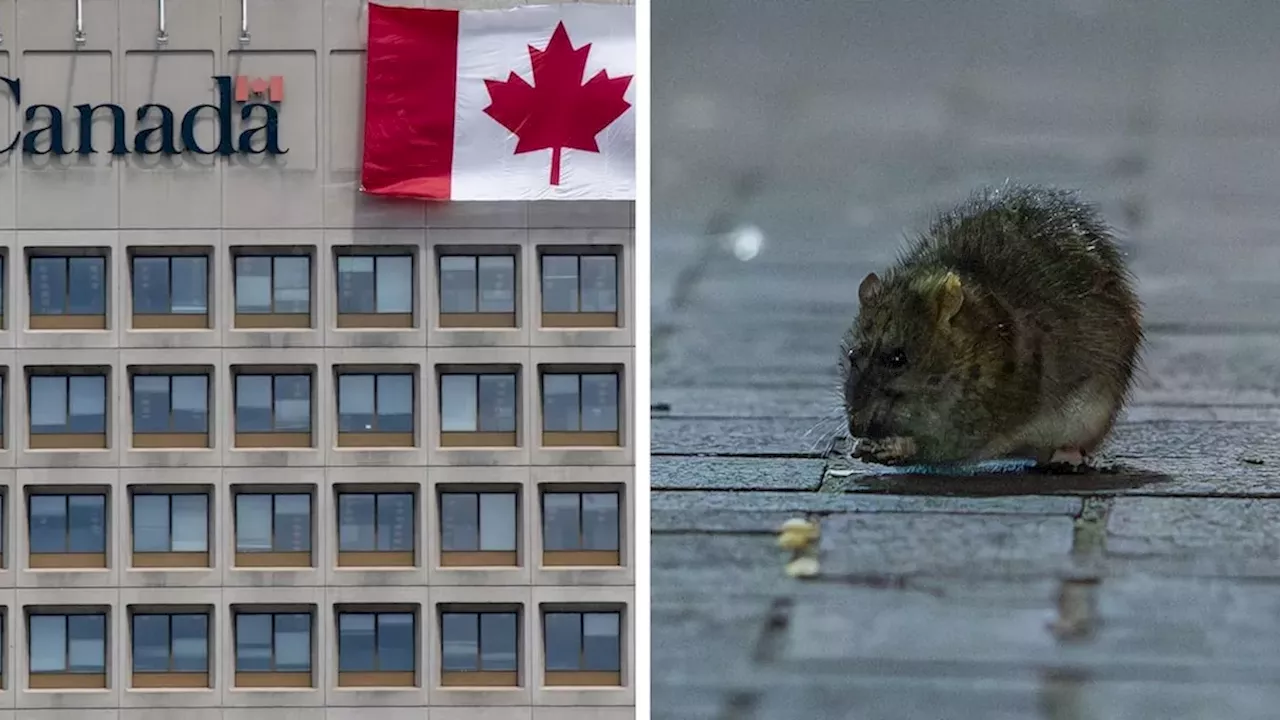 Rats in the Ranks: Treasury Board Minister's Blind Spot on Federal Office Pests