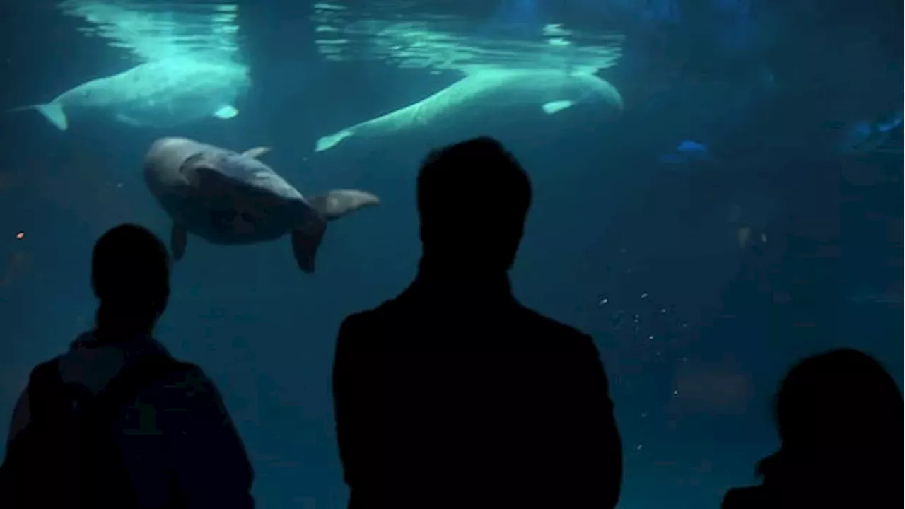 The Fatal Cost of Relocation: Caspian the Beluga’s Death at Shedd Aquarium