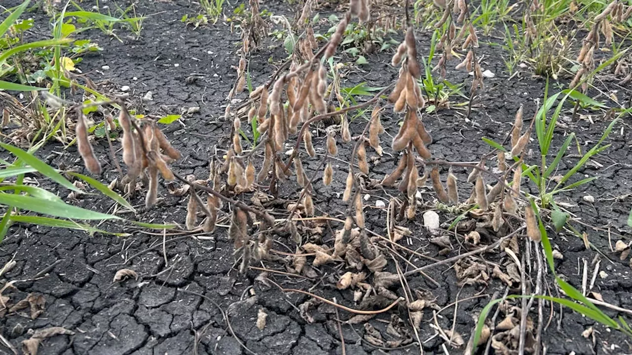Manitoba's Harvest Crisis: Extreme Rain Triggers 21% Production Drop