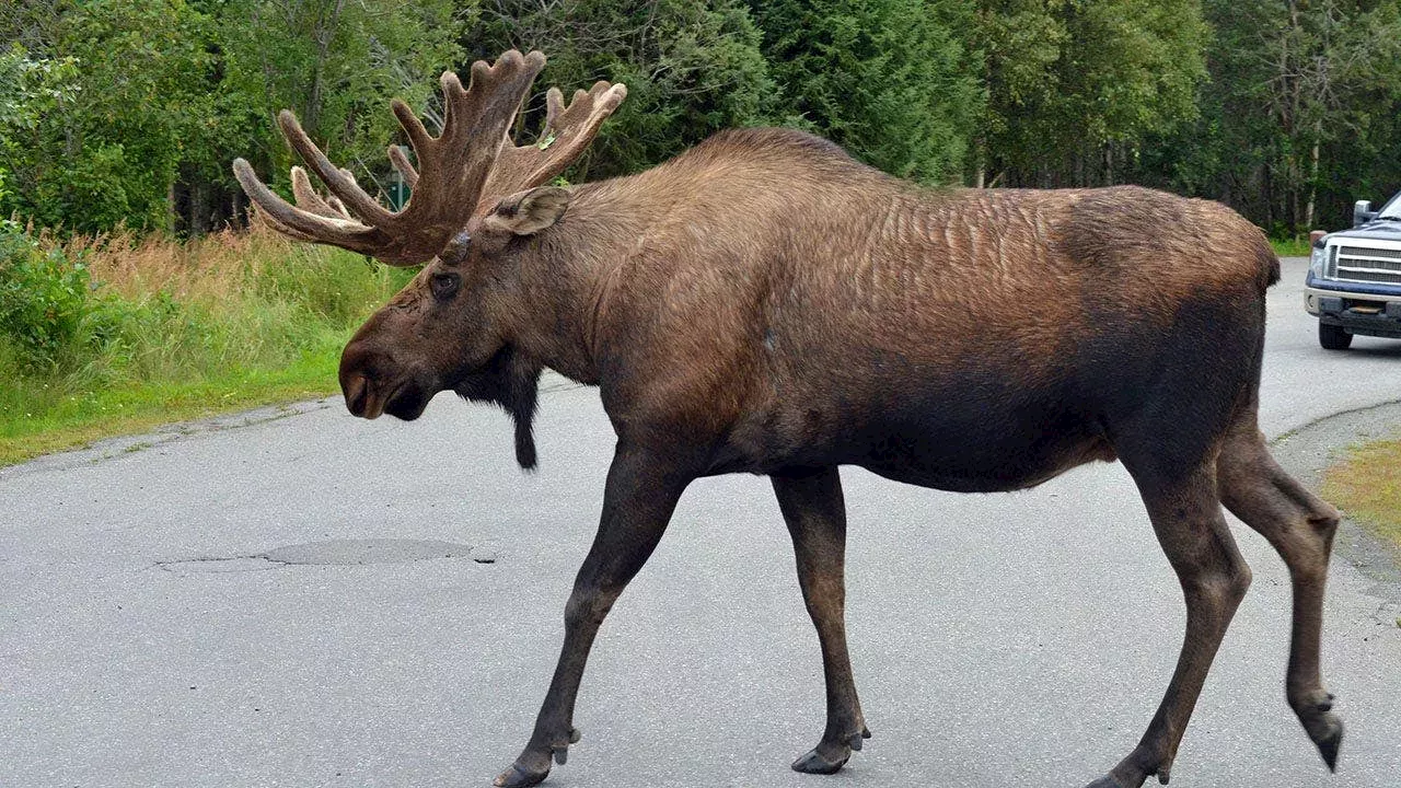 Beyond the Concrete Bowl: The Red Lodge Moose Relocation