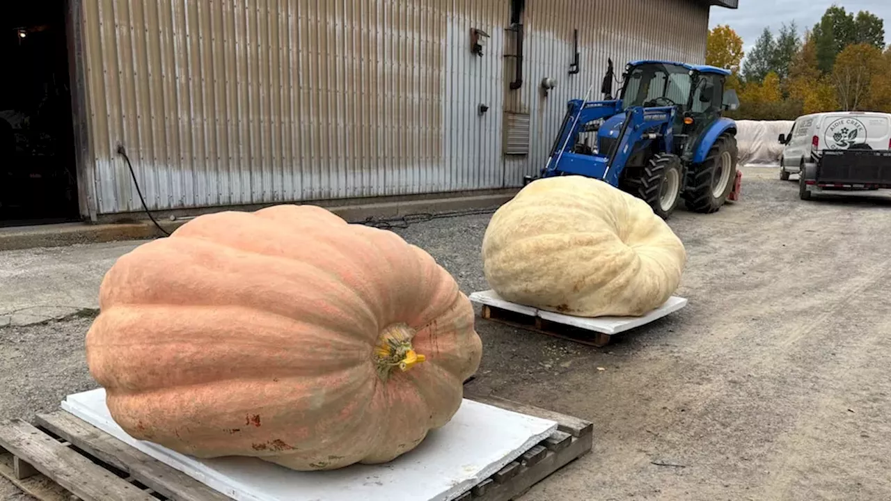 The 1,711-Pound Heartbreak: Disqualification at Port Elgin Pumpkinfest