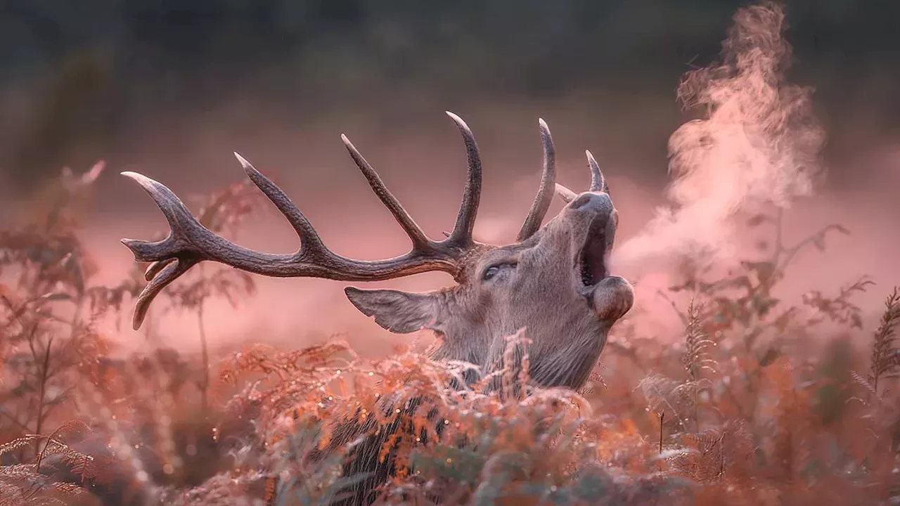 Photographer captures breathtaking shot of stag's warm breath as it bellows in chilly Bushy Park