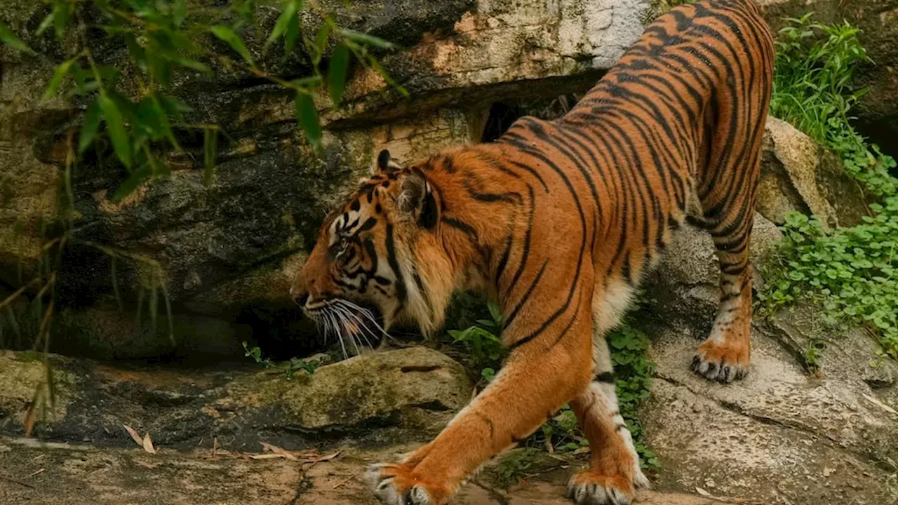 Tragedy at Yorkshire Wildlife Park: Fatal Breach in Amur Tiger Enclosure