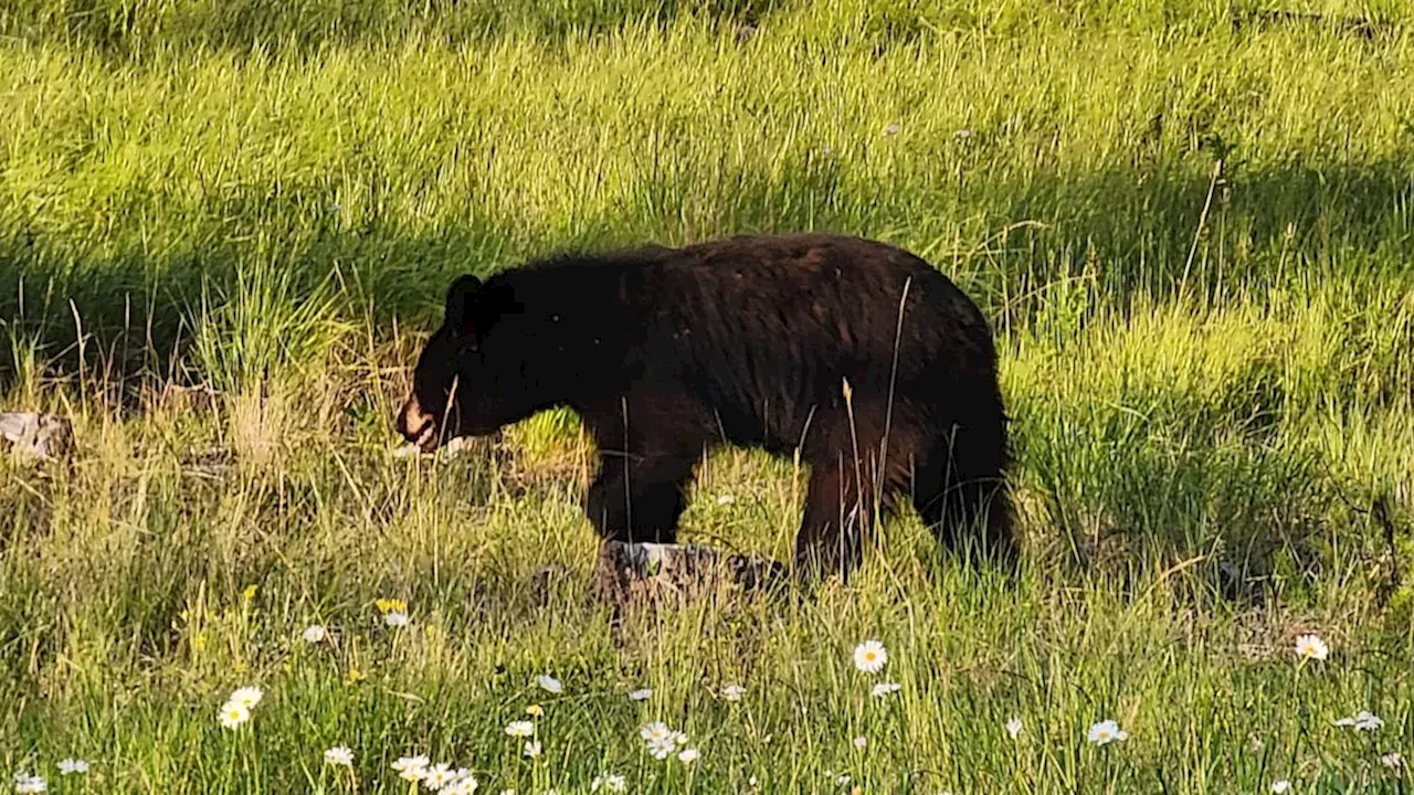The Fruit Tree Factor: Why Bears are Flooding Sechelt and Pender Harbour
