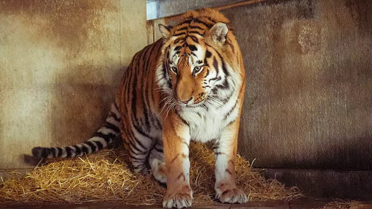 Tragic Tiger Attack Claims Life of Young Man at Yorkshire Wildlife Park
