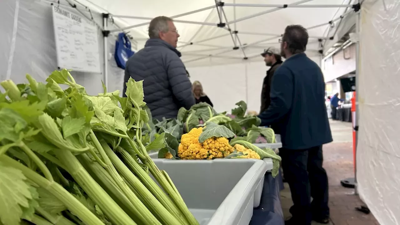 Rain-Soaked Harvests: How Record Rainfall Reshaped Edmonton's Market Season