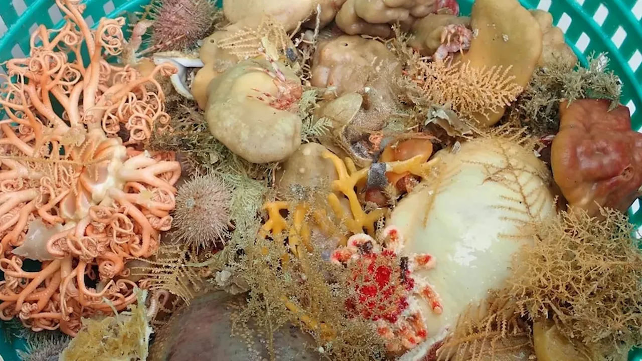 Alaska's Deep-Sea Discovery: New Sponge Genus Highlights Massive Mapping Gaps