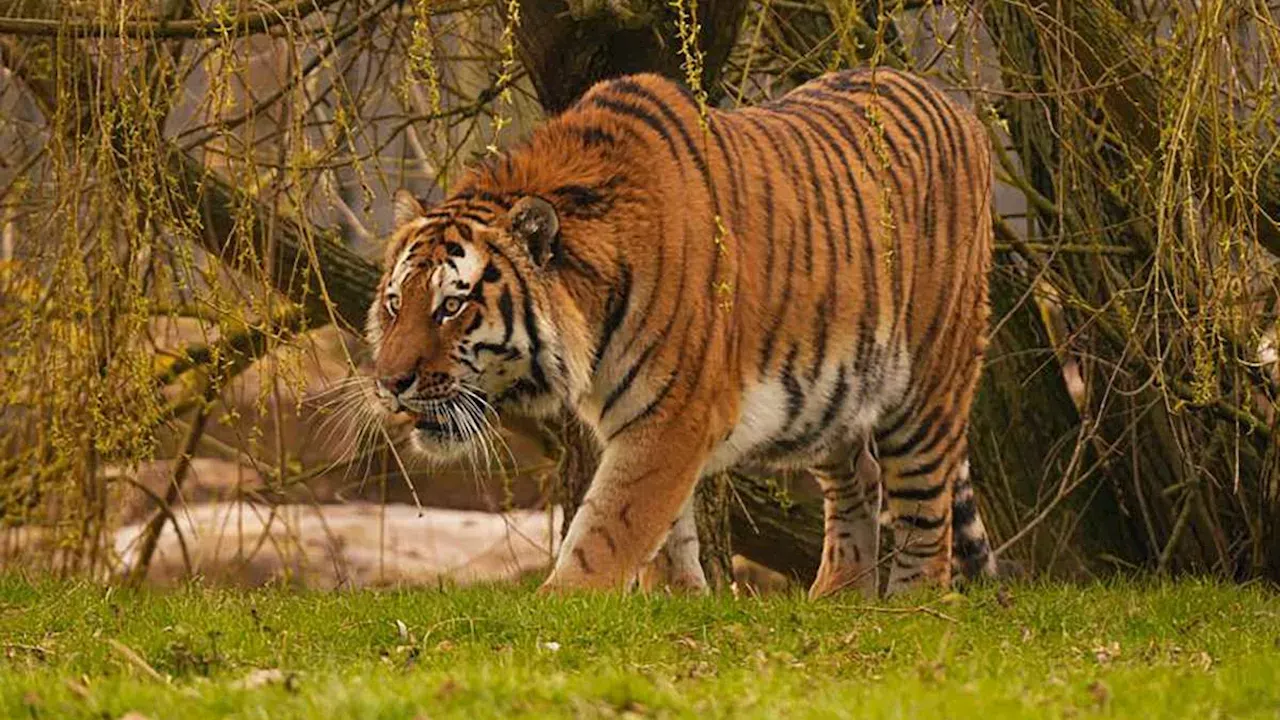 Ritual and Tragedy: The Fatal Breach at Yorkshire Wildlife Park