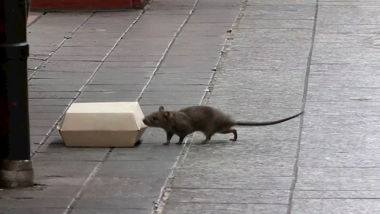 New York and Los Angeles top Terminix 2025 list of most rodent-infested US cities