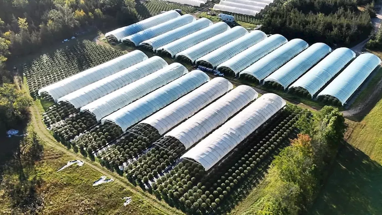 The $7.9 Million Napanee Grow Op: Massive Seizure and Safety Risks Uncovered