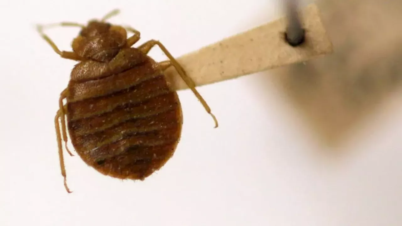 Qantas flight cancelled after bedbug complaints on Rome to Perth route