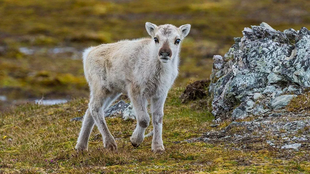 Alaska biologist photographs rare albino caribou calf with red eyes and pink hooves