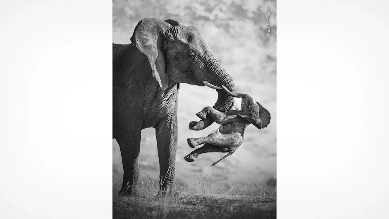 The Namibia Tragedy: Federico Veronesi’s Winning Image and the Science of Elephant Grief