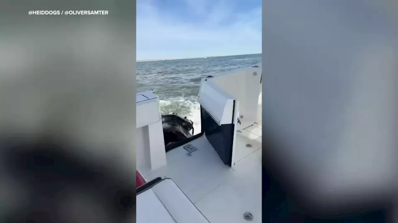 Humpback whale breaches, crashes into fishing boat off Moriches Inlet