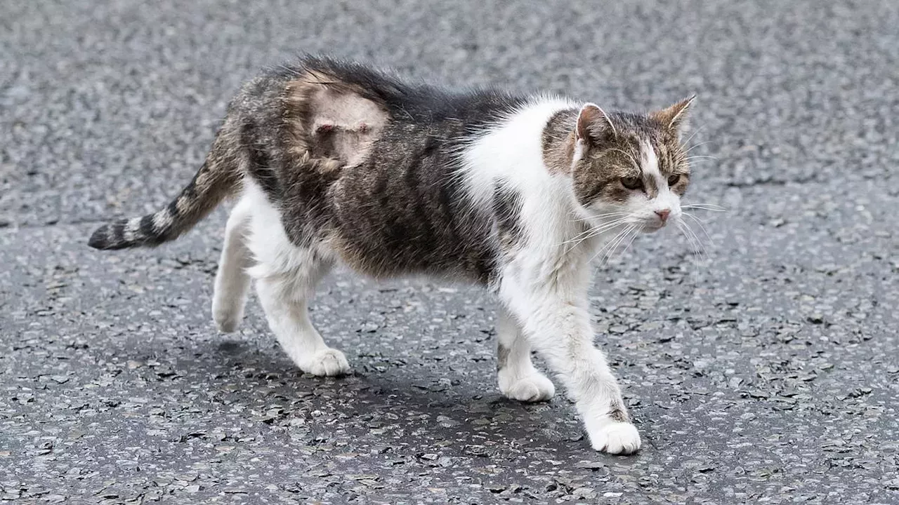 The Resilient Veteran: Larry the Cat Returns to No. 10 After Surgery