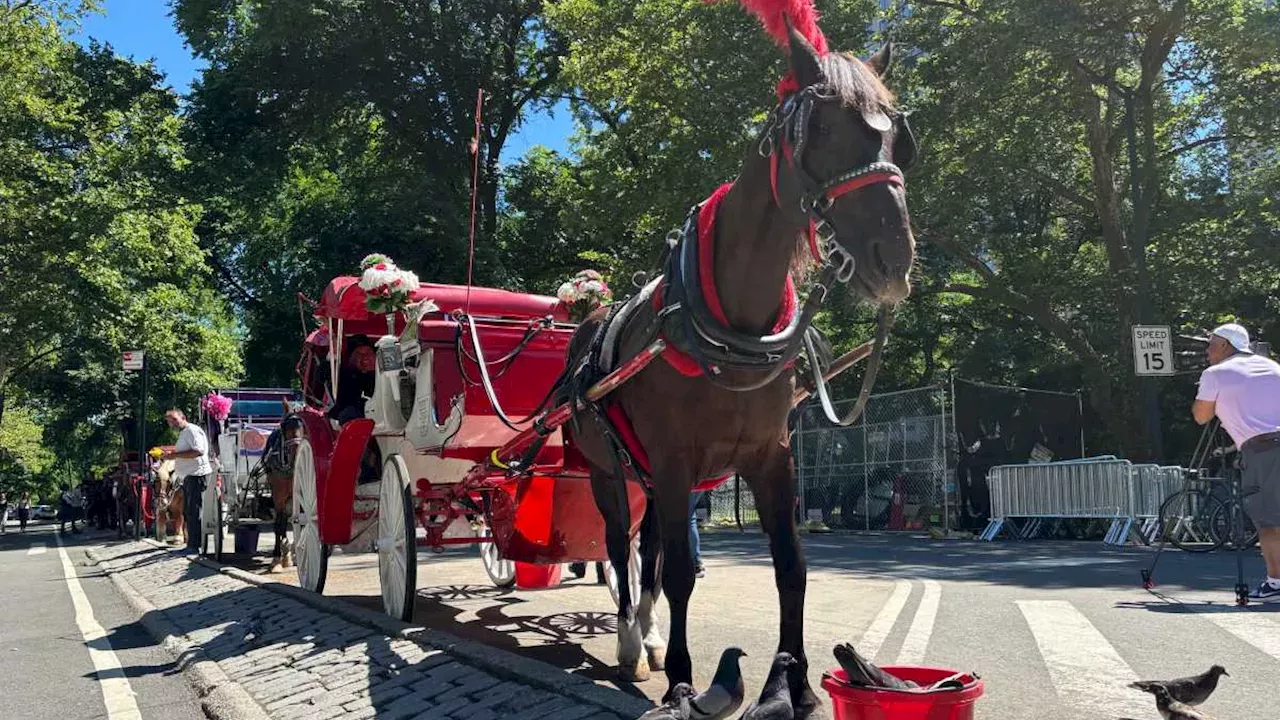 Mamdani and Menin strike deal to phase out Central Park horse carriages by 2028