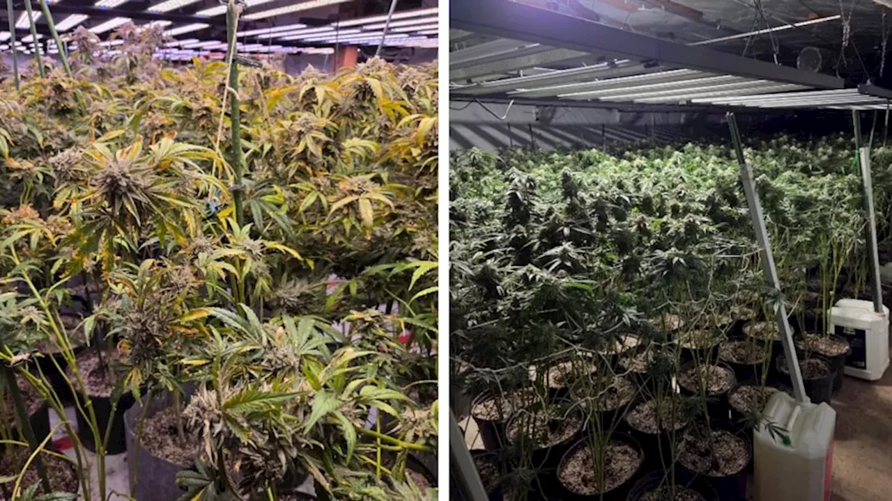 $4.5 Million Cannabis Raid: Inside the Haldimand County Bust