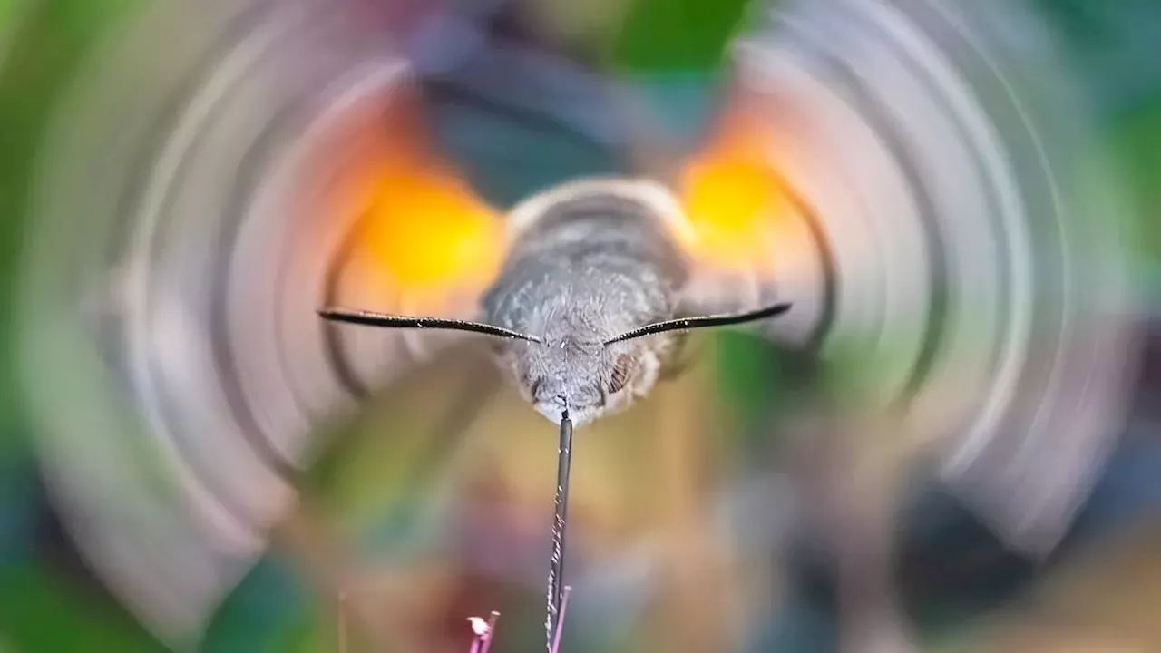Rare Hummingbird Hawk-Moth Captured in Flight