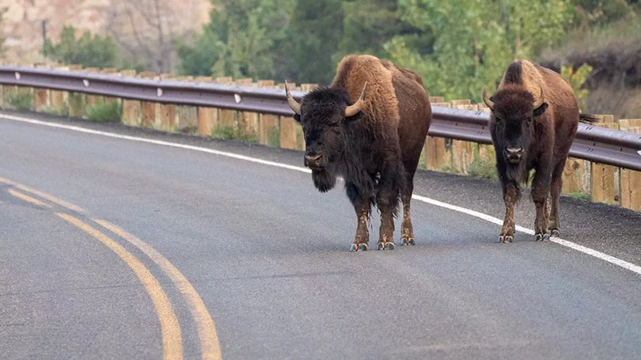 Beyond the Dent: Why Yellowstone's Bison Charges Are More Than Just Bad Luck