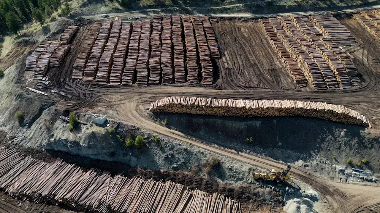 Lumber Trade War: U.S. Cuts Tariffs to 35% but BC Producers Say It's Not Enough