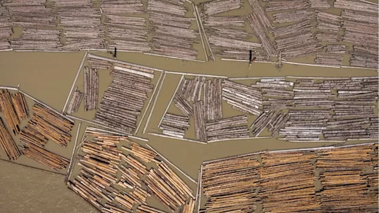 Lumber War: US Slashes Tariffs to 35%, but BC Producers Say it's Not Enough