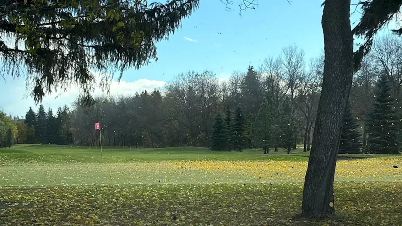 Edmonton golf courses see record rainfall in June and July, but private courses stay open