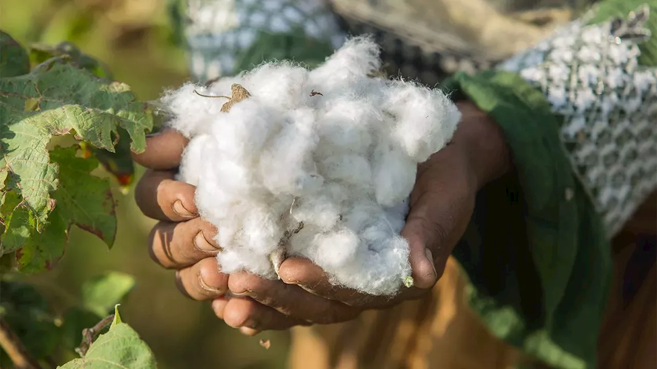 Fashion Brands Urged to Tackle Nature Risks Following Pakistan Cotton Crisis