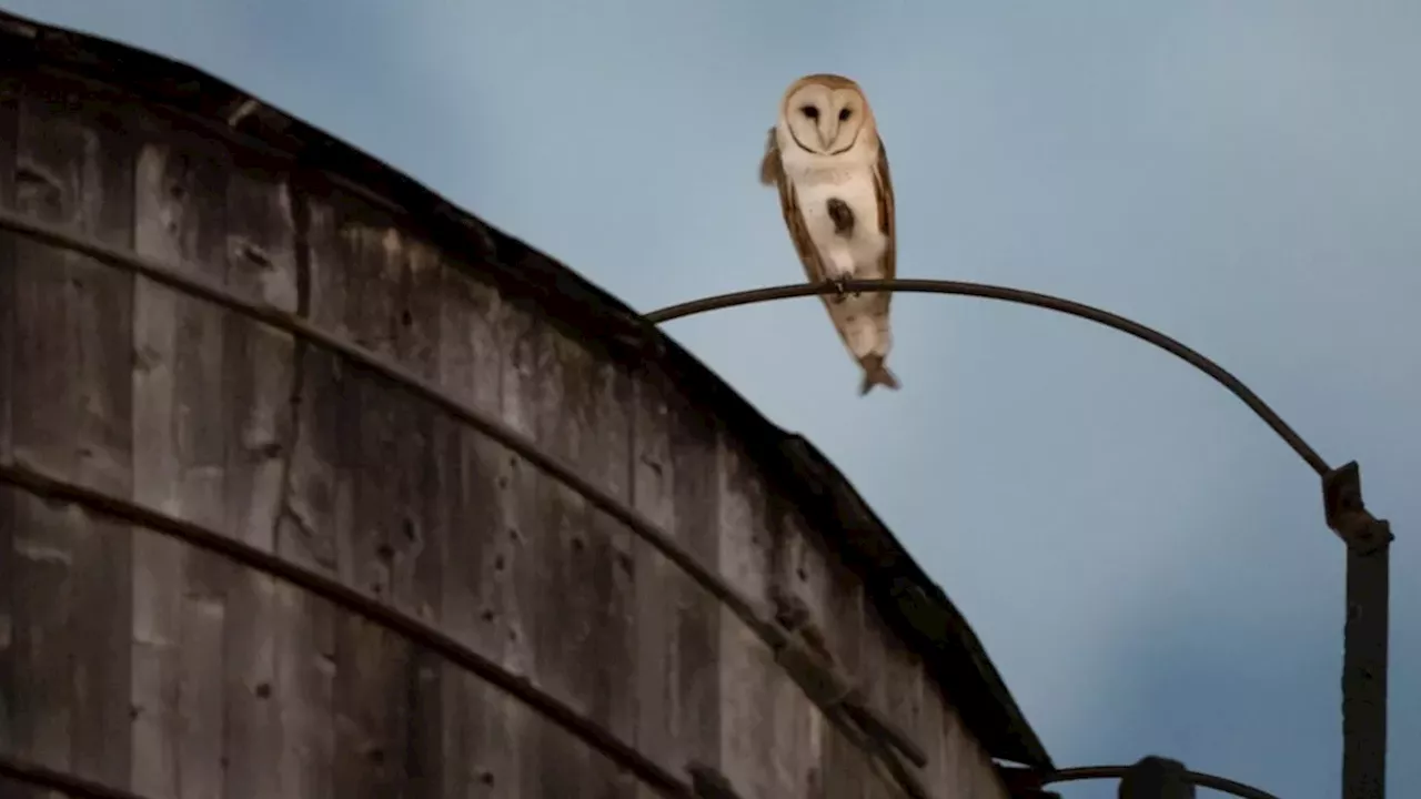 Barn owls nest in Manhattan water tower in first recorded case