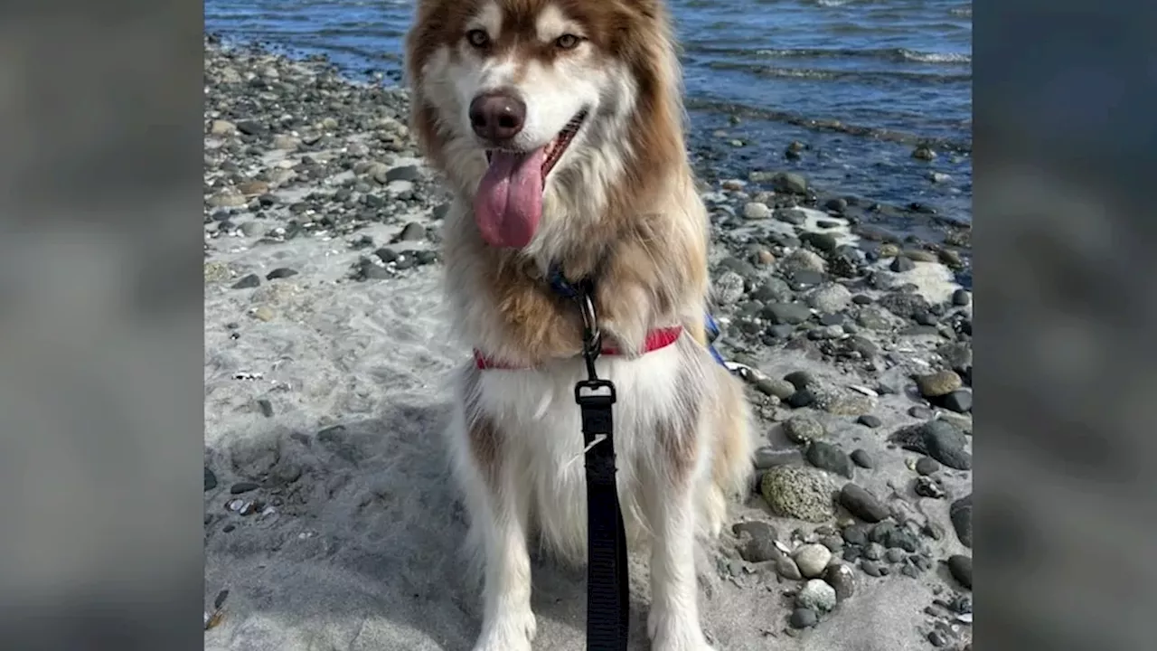 BC SPCA Urges Pet-Friendly Housing Ahead of Provincial Election