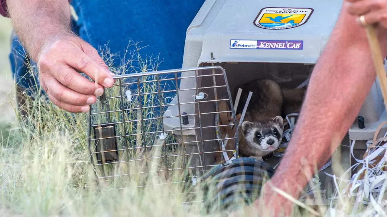 The Meeteetse Silence: Why Wyoming's Black-Footed Ferrets May Have Vanished