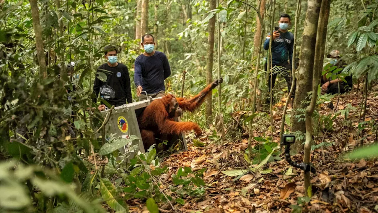 Canopy Refuge: The YIARI Rescue of Eight Borneo Orangutans