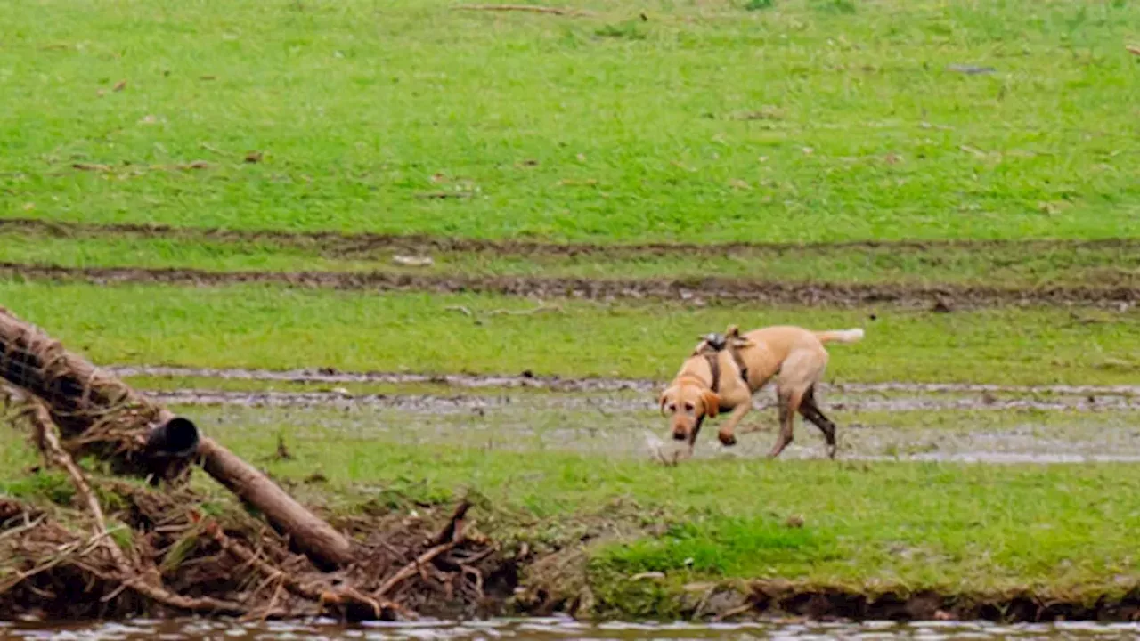 From Mississippi Stray to ASPCA Hero: The Incredible Rise of Canyon the Labrador