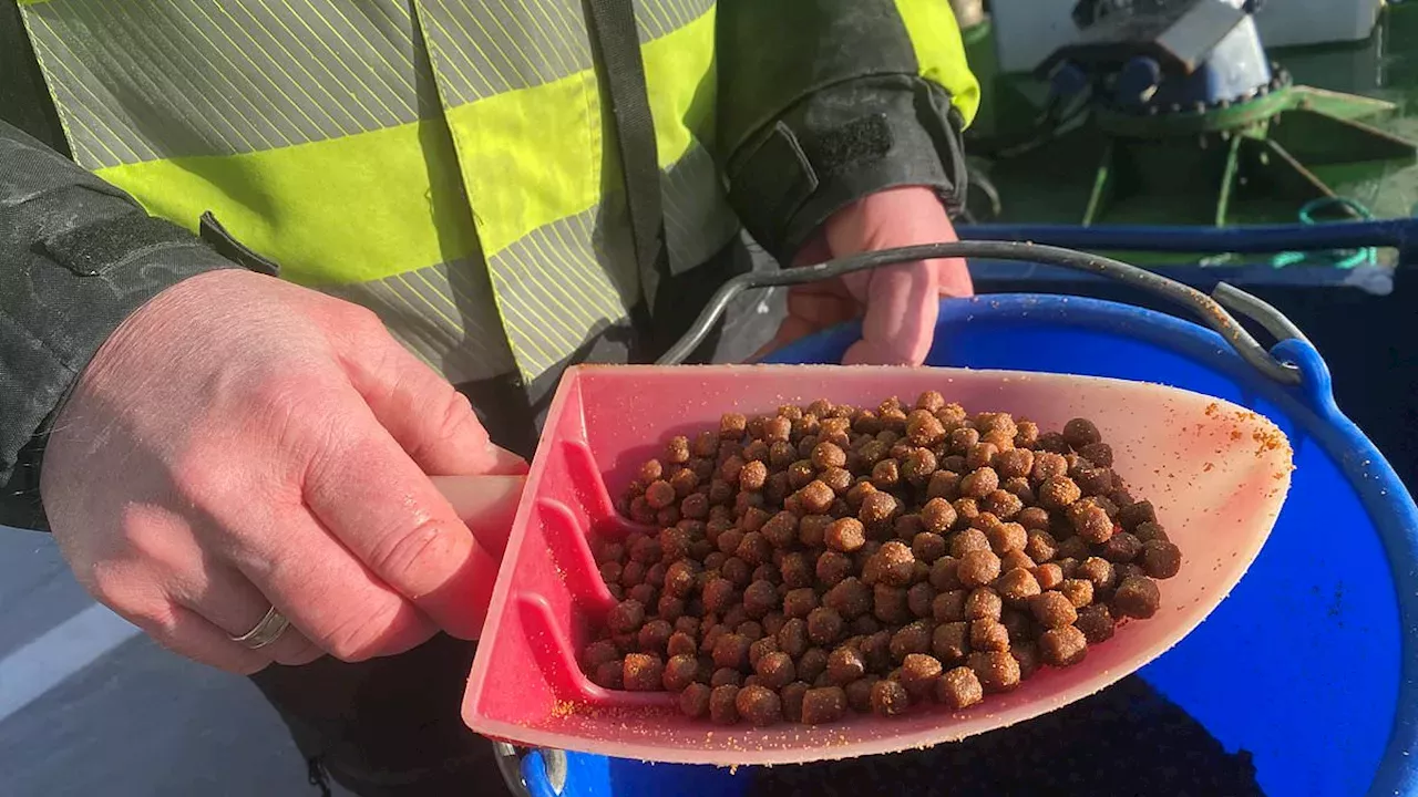 The Poultry Pivot: Why Your Next Salmon Might Be Fed by Chicken