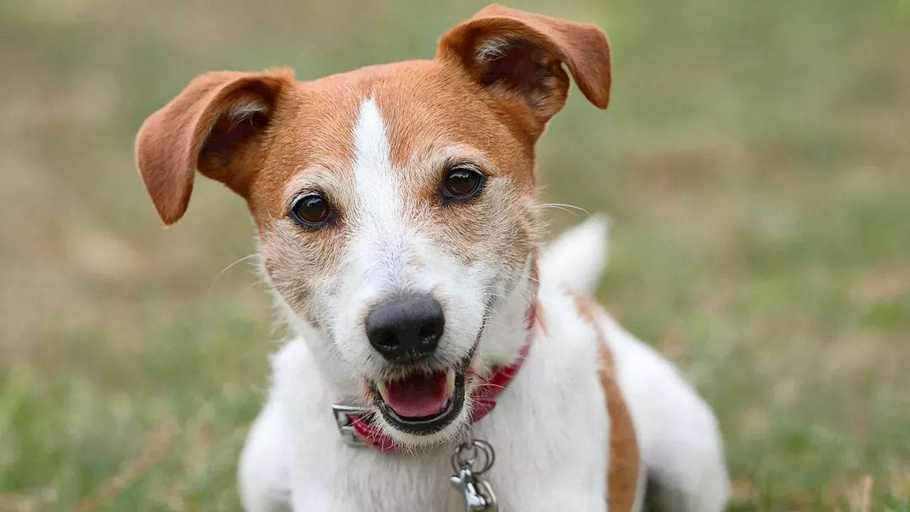 Luna and Milo: The Humanization of the UK's Pet Naming Trends